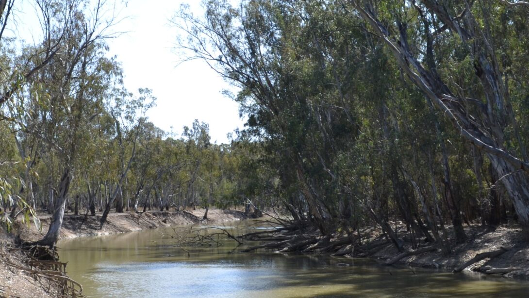 Leed - Leed has won a project in the stunning Werai Forest in New South Wales